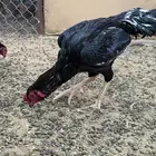 دجاج باكستاني سندي بيور