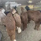 سواكن حمري مرابي