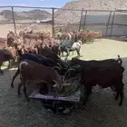 ماعز