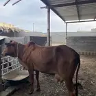 بقره رباع خلفه