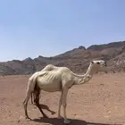 للبيع النياق