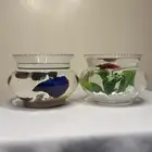 تنسيق احواض سمك فايتر عرض 20 ريال