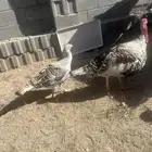 ديك ودجاجة رومي فراشة لون جميل وبياض