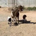 عنز مصريه متاوم