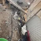 دجاج سبرايت