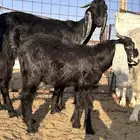 تيس توه مخلص 6 شهور