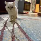 أنثى وذكر للتبني