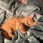 قطط للتبني