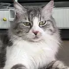 قطة اصليه