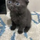 قطه لتبني
