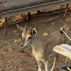 ولد ولد وعل مشروع فحل