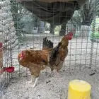 دياكة لوهمان