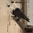 حمام لبناني