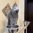 ببغاء كاسكو افريقي