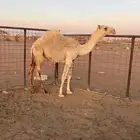 بكره