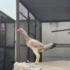 دجاجة باكستاني