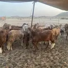 متوفر لدينا اضاحي مرابي 5شهور سواكن وكذلك حري