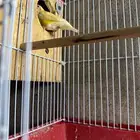 جوز قولدن فينش منتج