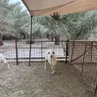 فحل حري
