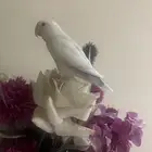 روز ذكر عمر سنتين