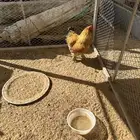 ديك براهما