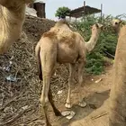 قعود ارك