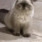 قطط للبيع