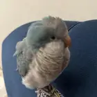 طير كويكر