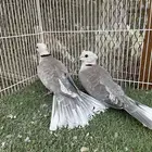 ياكريم اقرزل