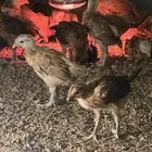 صوص المدينه