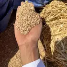 قمح سايب 600 طن السعر محمل 1420