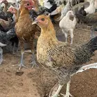 للبيع فراريج