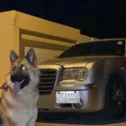 جيرمن شيبرد بيور