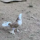 حمام أنثى صفاق مكتف