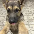 كلب جيرمن صغير