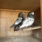 حمام باكستاني