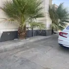 نخل واشنطني كبير يوجد. 4 نخلات