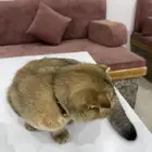 قطط سكوتش للبيع