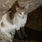 قطو مريكي