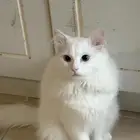 قط للتبني