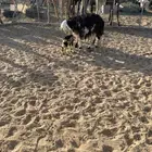 ثنيه معها خروف