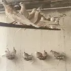 للبيع قماري هولندي