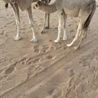 بكره تحت امها طيبببه وسمين