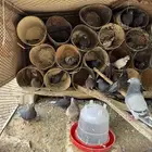 حمام مفروز 15 جوز