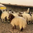 للبيع خرفان نعيم بلدي شحم فل