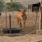 بقره دافع للبيع