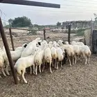 رخيل رفيدية