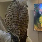 باشق وحش للبيع