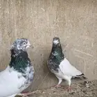 حمام باكستاني