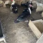 بط مسكوفي